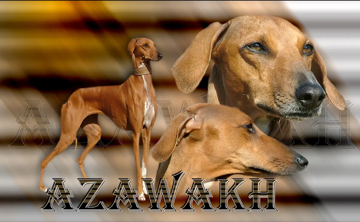 Azawakh