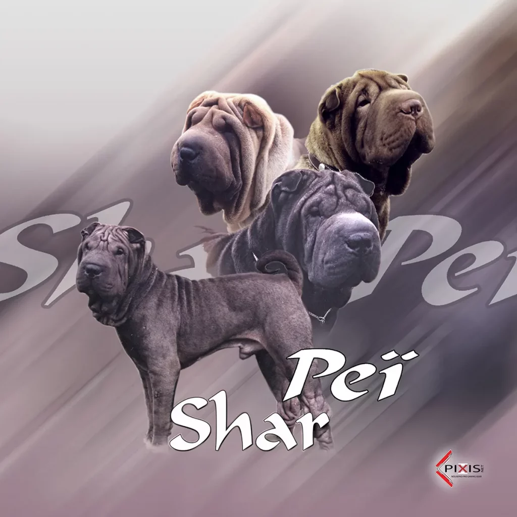 plaque attention chien shar pei