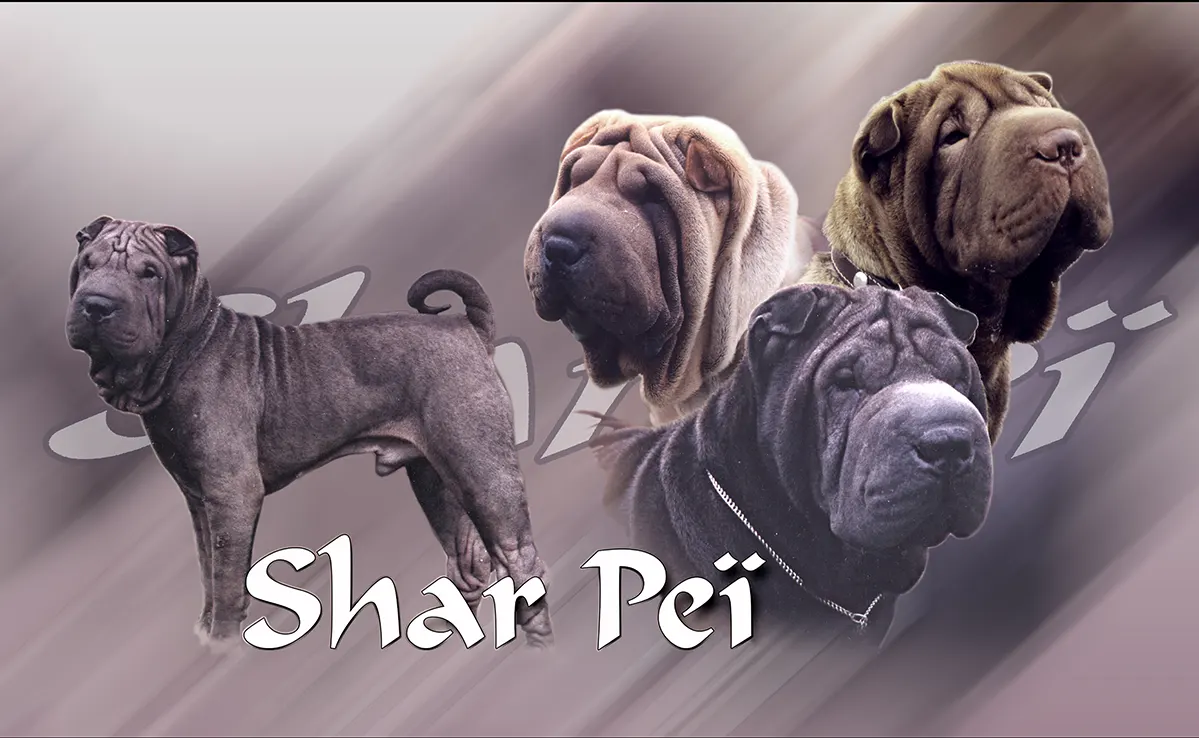 Shar Pei