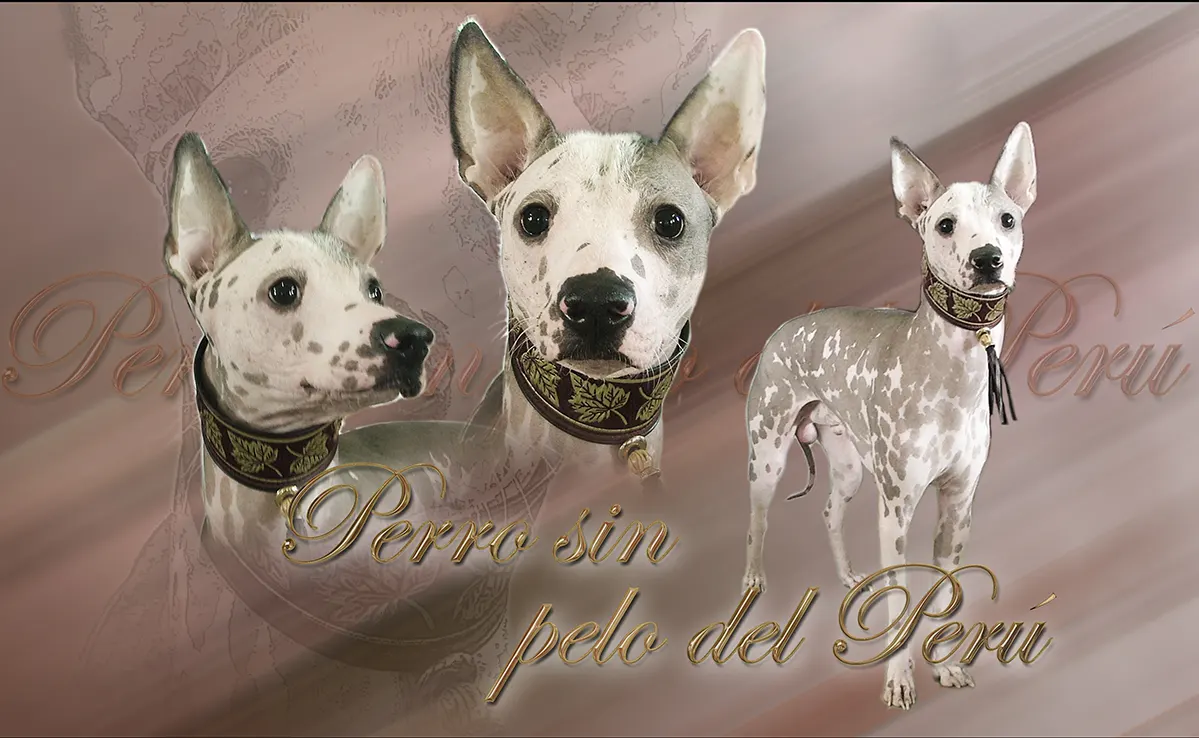 Chien nu du perrou