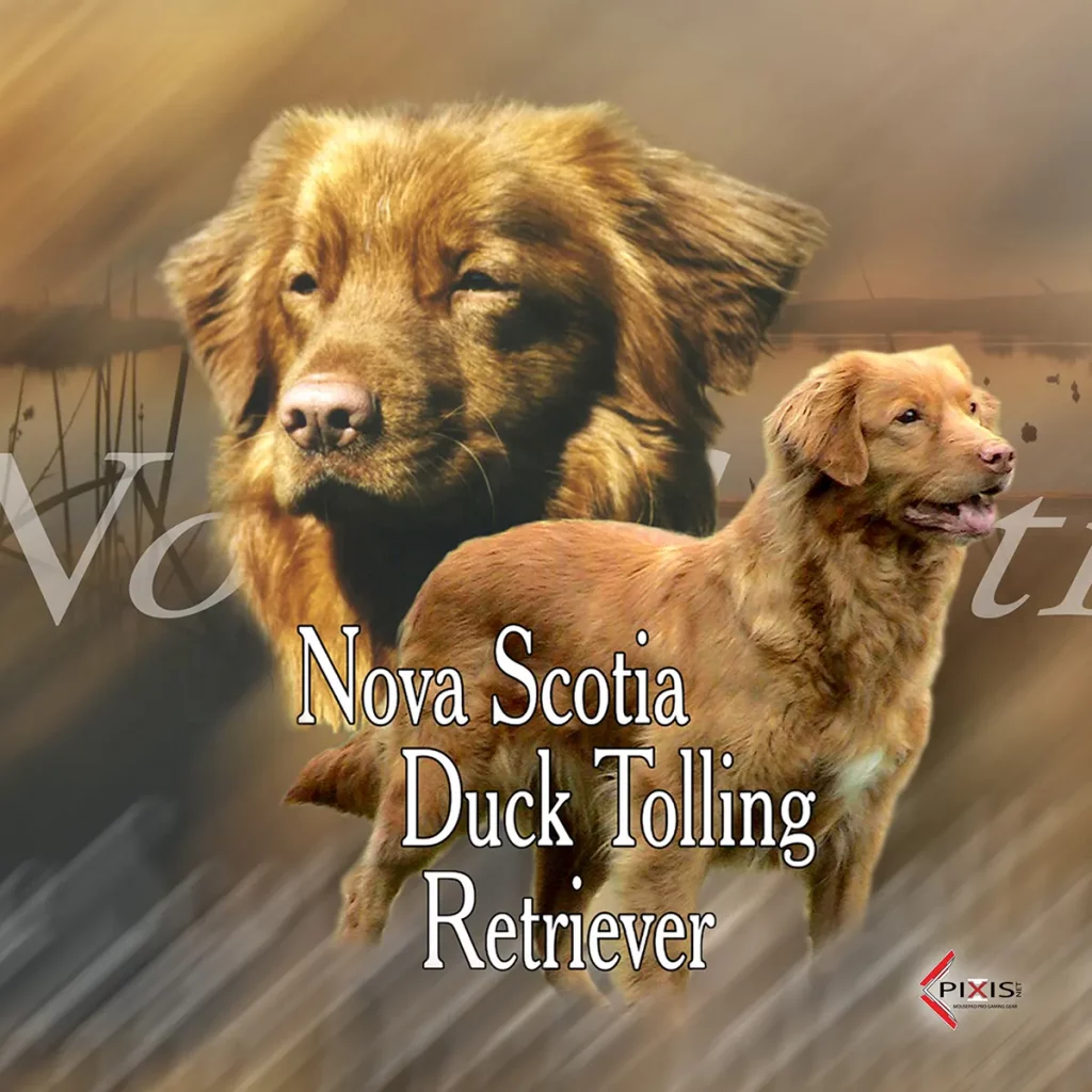 Nova Scotia plaque attention chien nova scotia