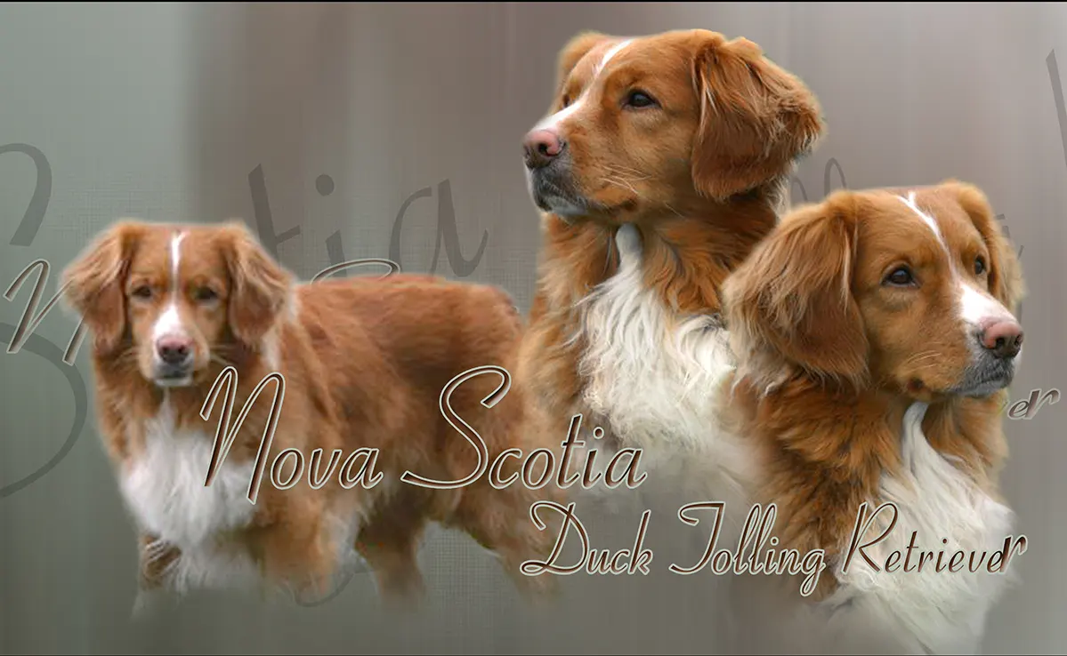 Nova Scotia
