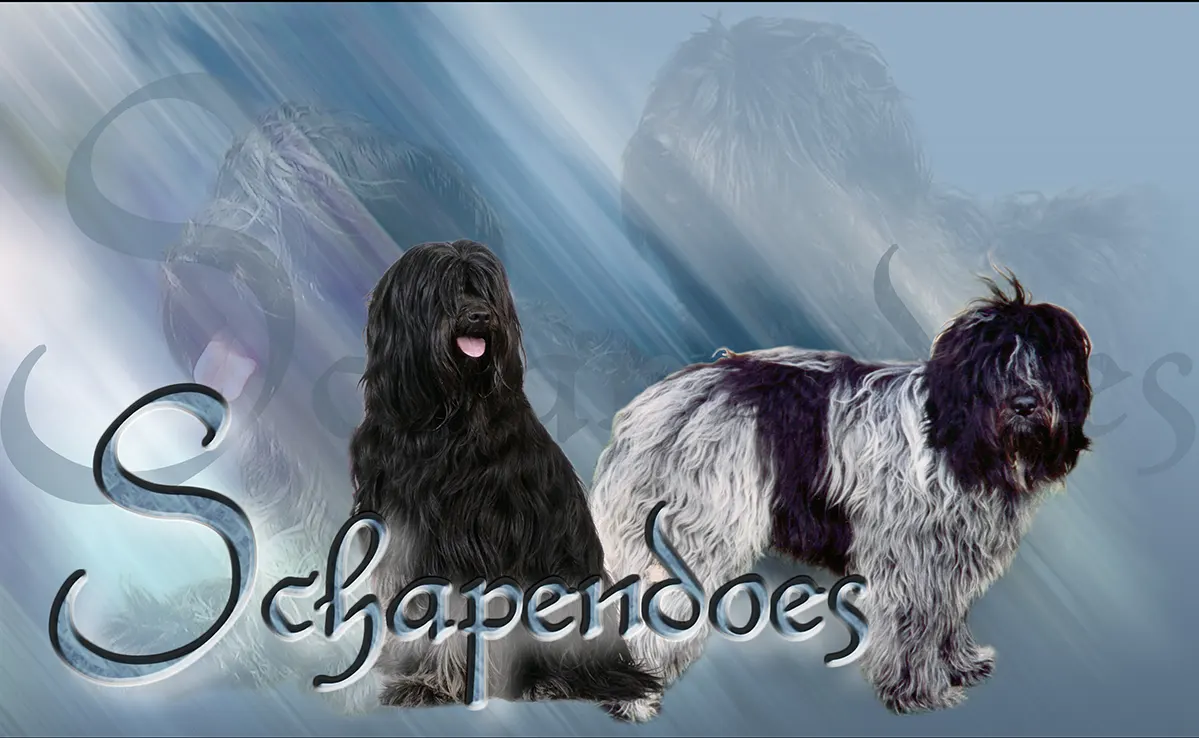 Schapendoes