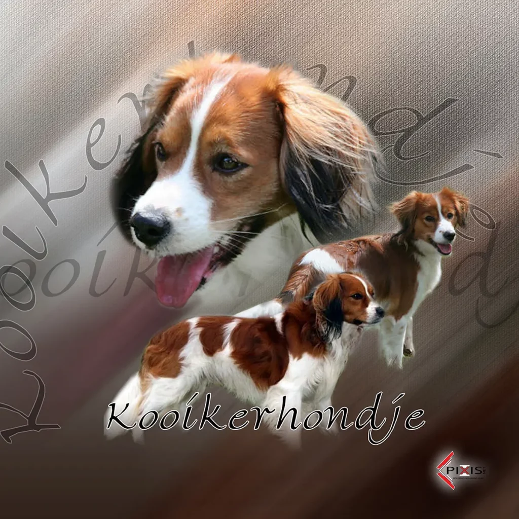 plaque attention chien kooikerhondje