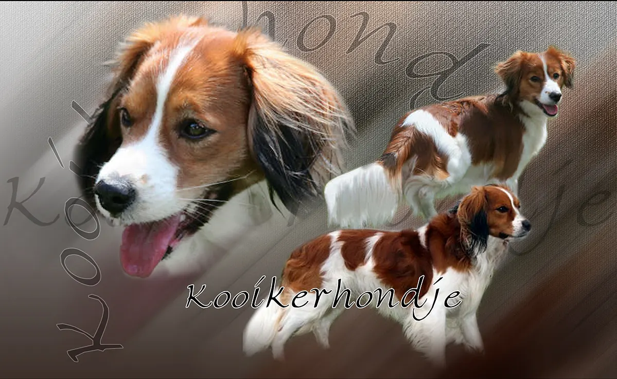 Kooikerhondje