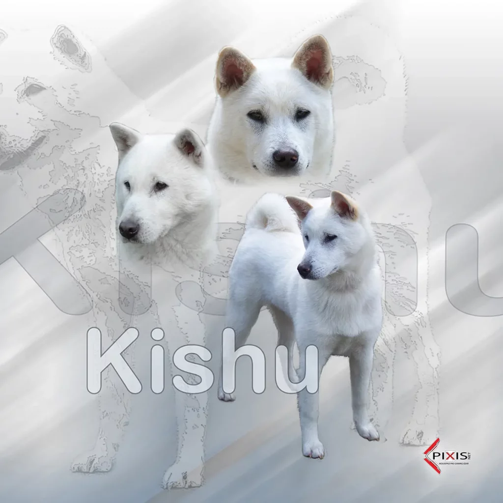 plaque attention chien kishu
