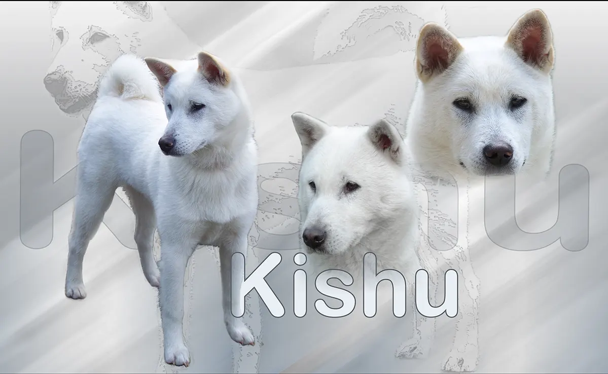 Kishu