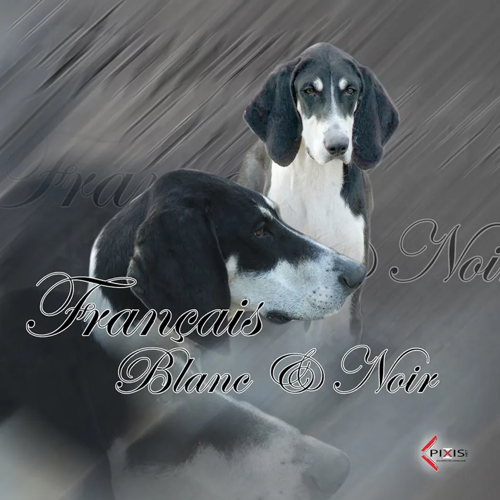 plaque attention chien francais noir et blanc