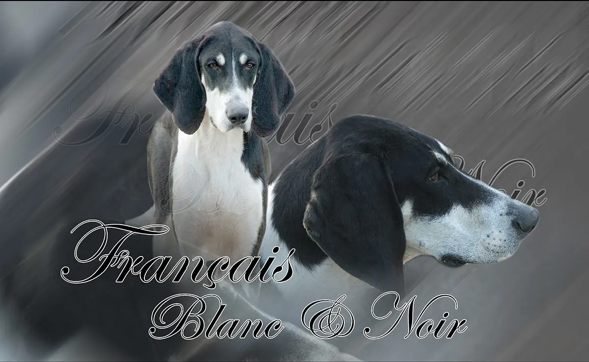 Francais Noir et Blanc