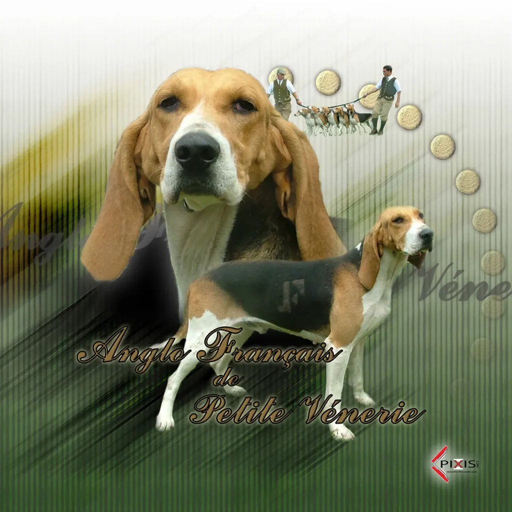 plaque attention chien anglo francais de petite vennerie