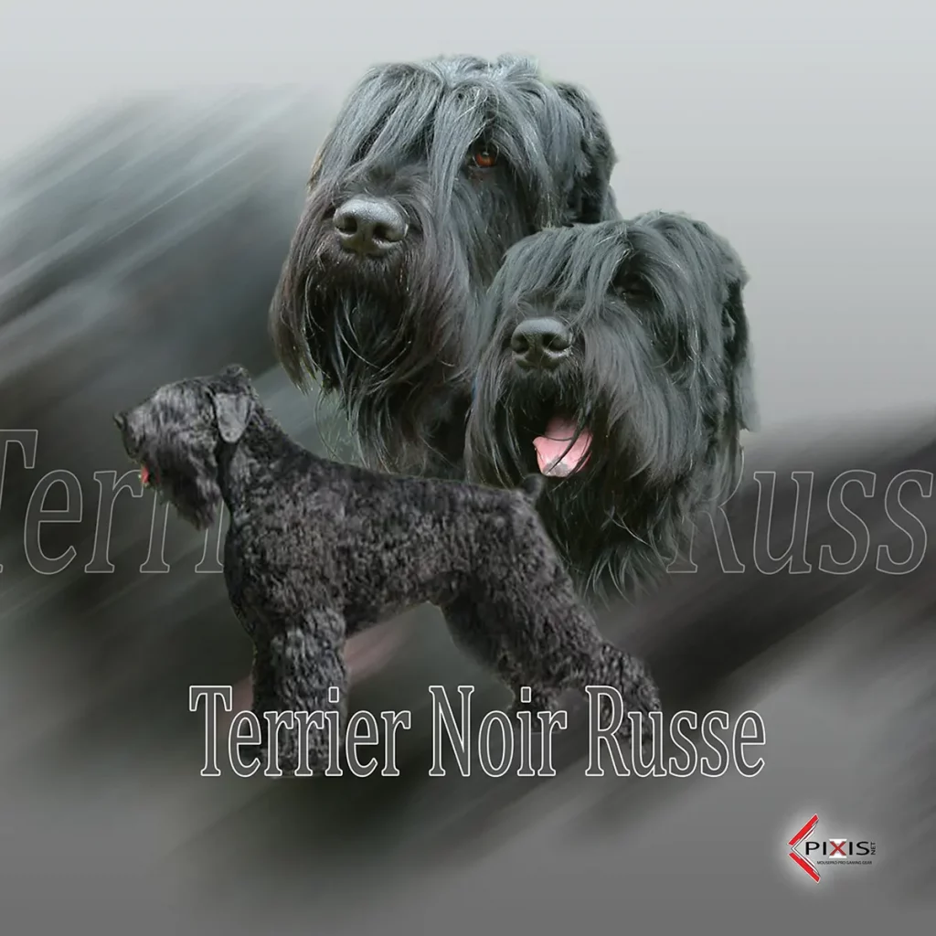 plaque attention chien terrier noir russe