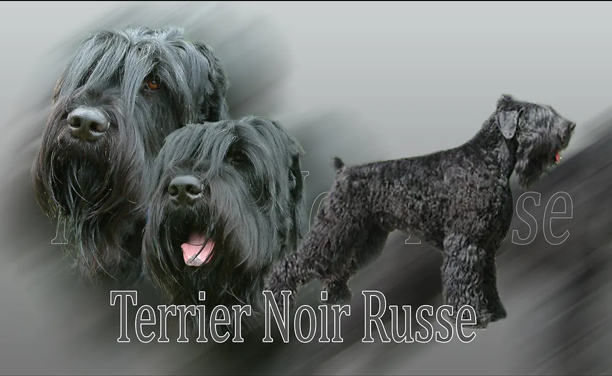 Terrier Noir Russe