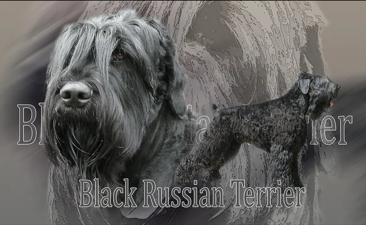 Terrier Noir Russe