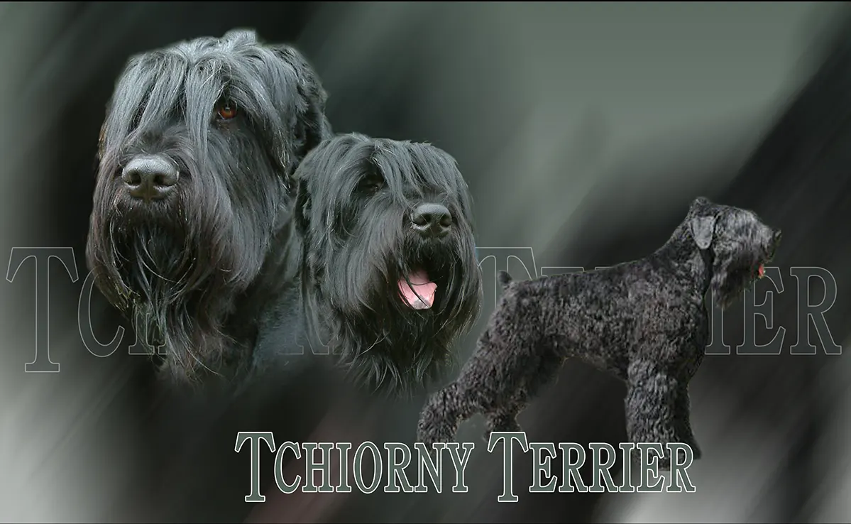 Terrier Noir Russe