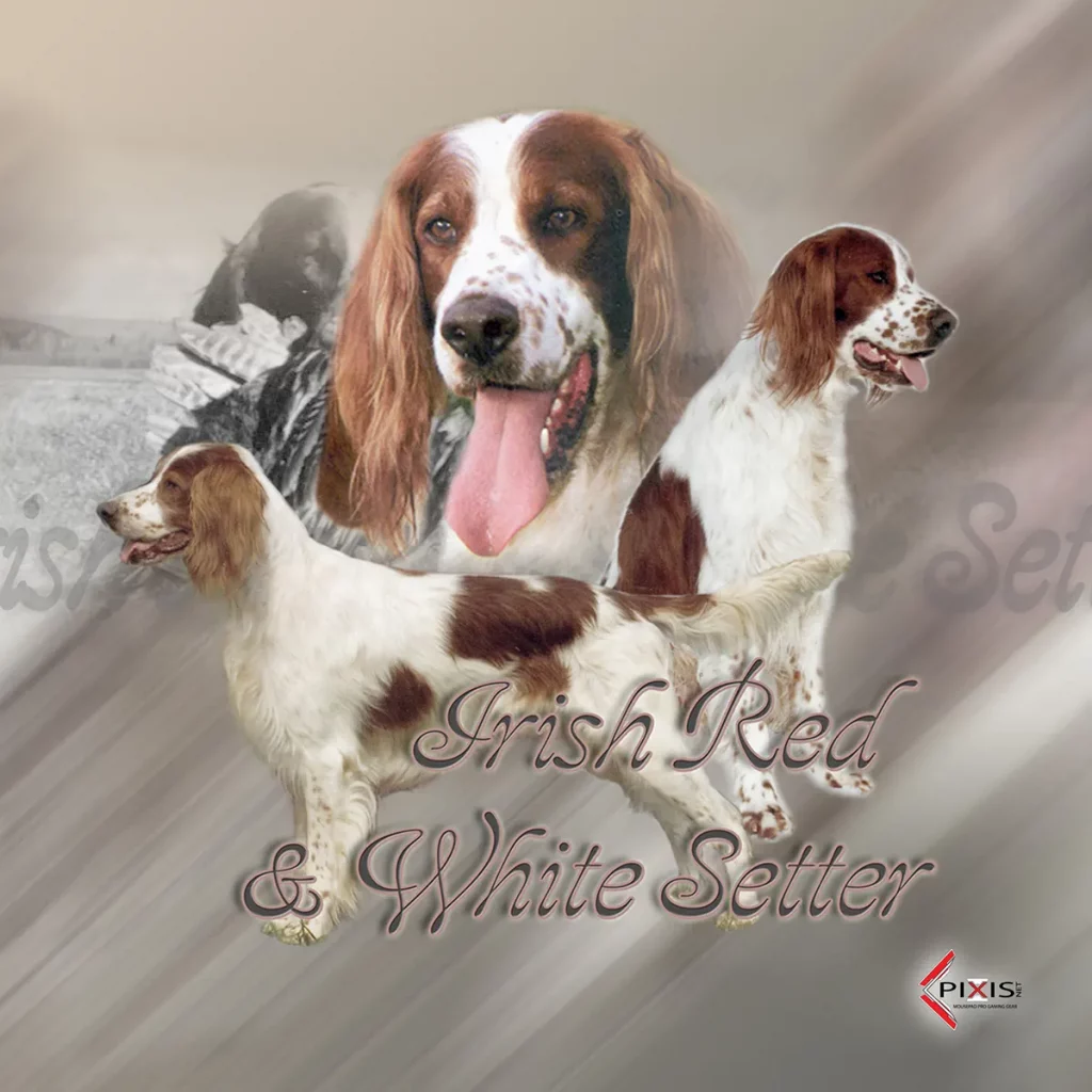 Setter Rouge et Blanc plaque attention chien setter rouge et blanc