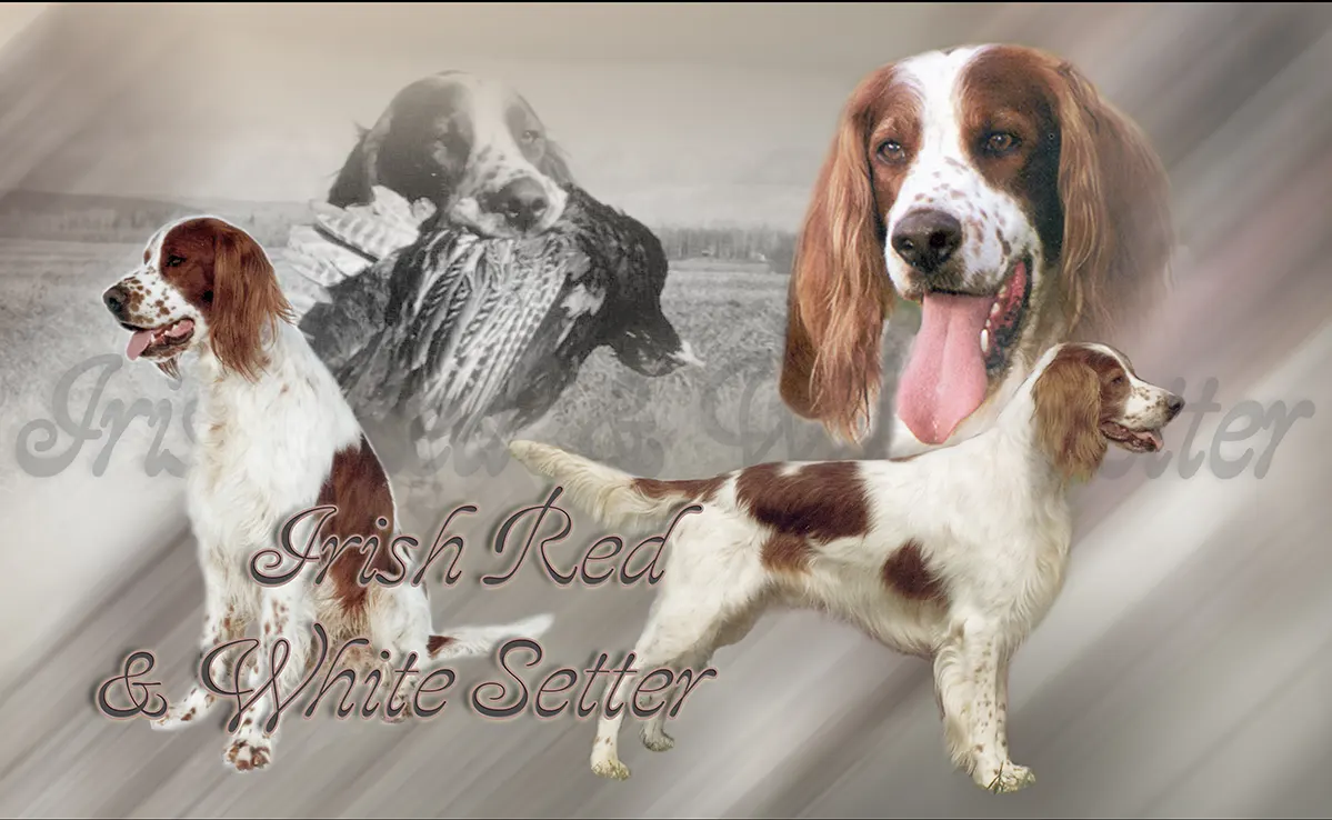 Setter Rouge et Blanc