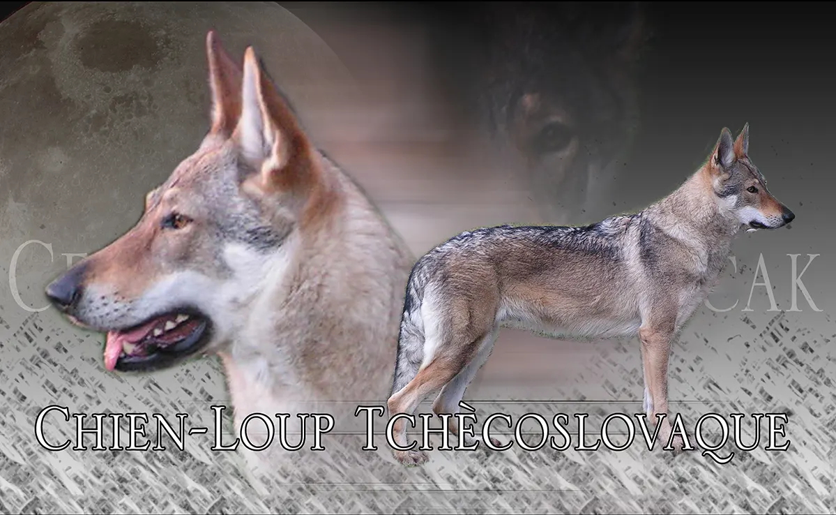 Chien Loup Tcheque