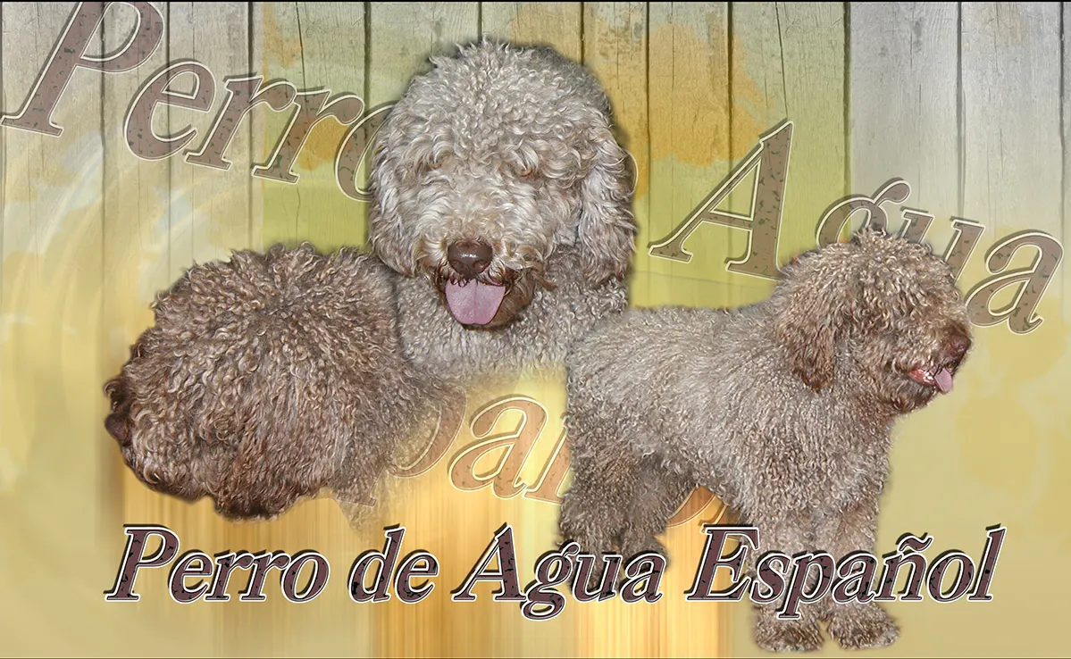 Chien d Eau Espagnol