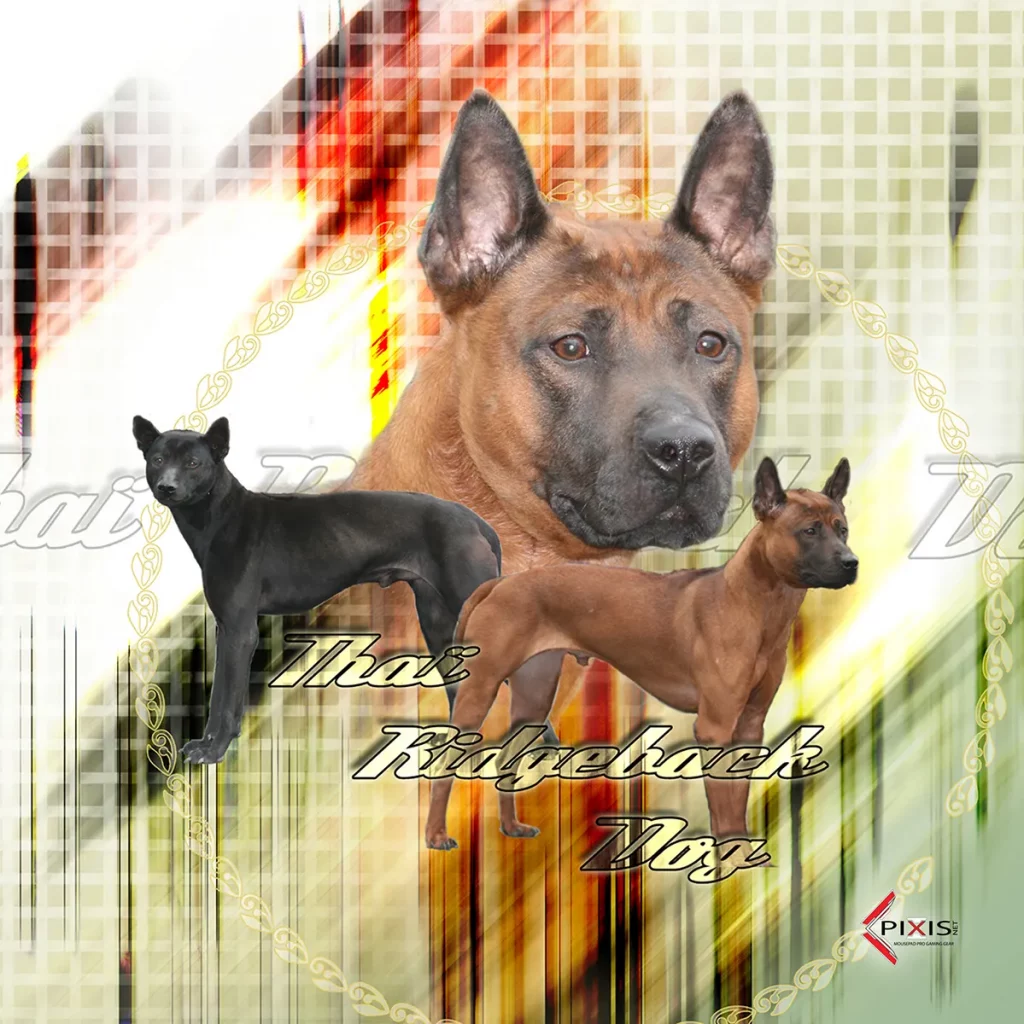 Thai Ridgeback plaque attention chien thai ridgeback