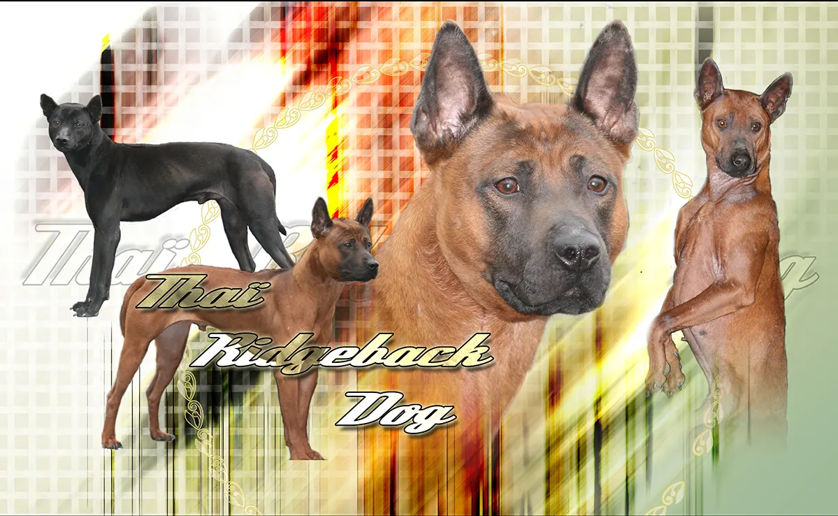 Thai Ridgeback