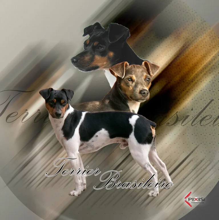 Image Trois chiens Terrier Brasileiro en différents angles