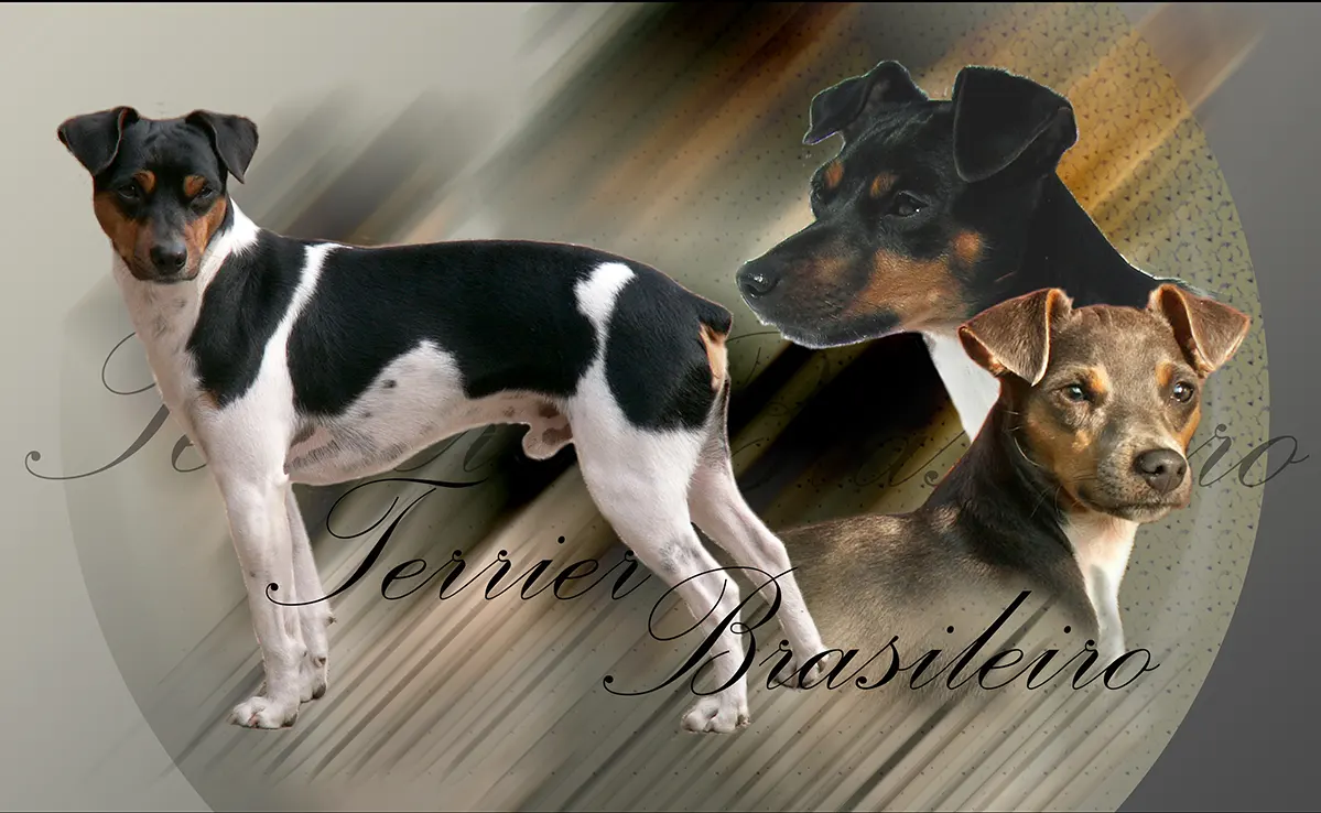 Terrier Bresilien