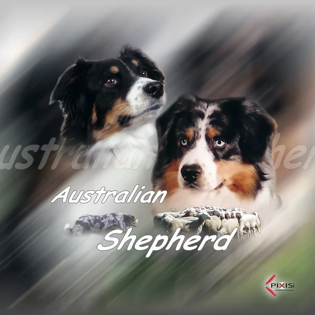 plaque attention chien berger australien