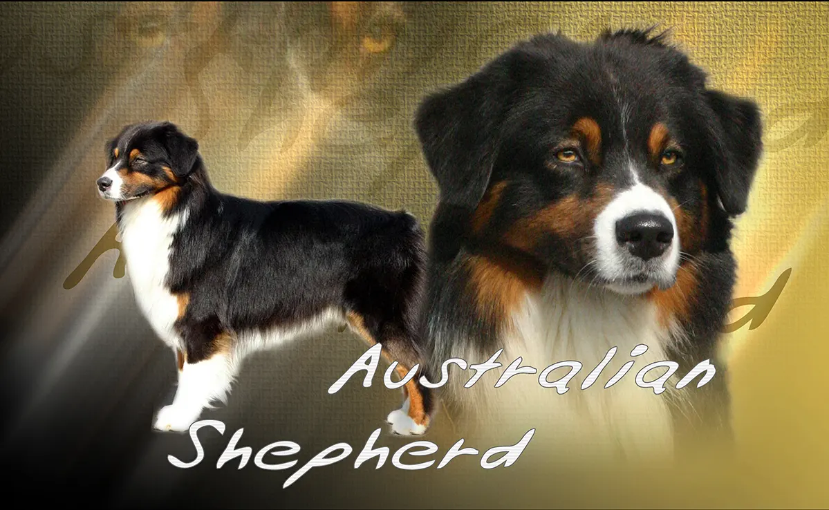 Berger Australien