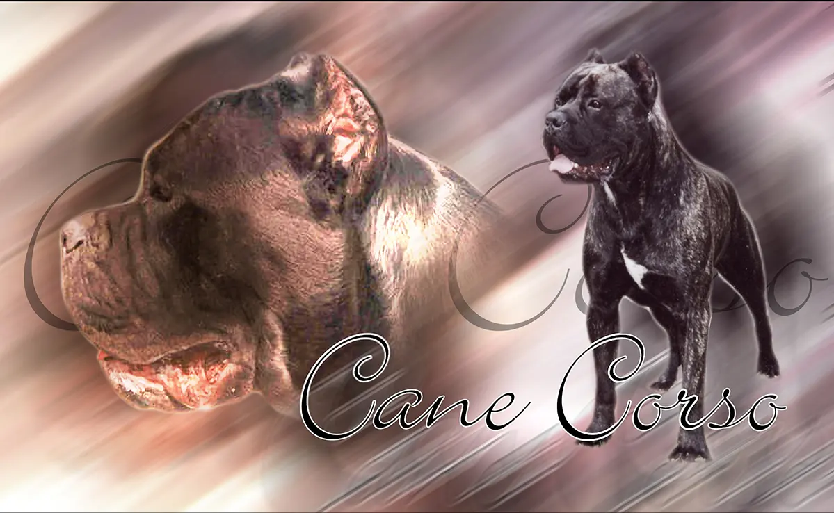 Cane Corso