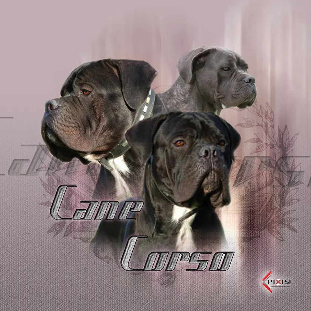 Image Trois portraits de Cane Corso avec fond graphique.
