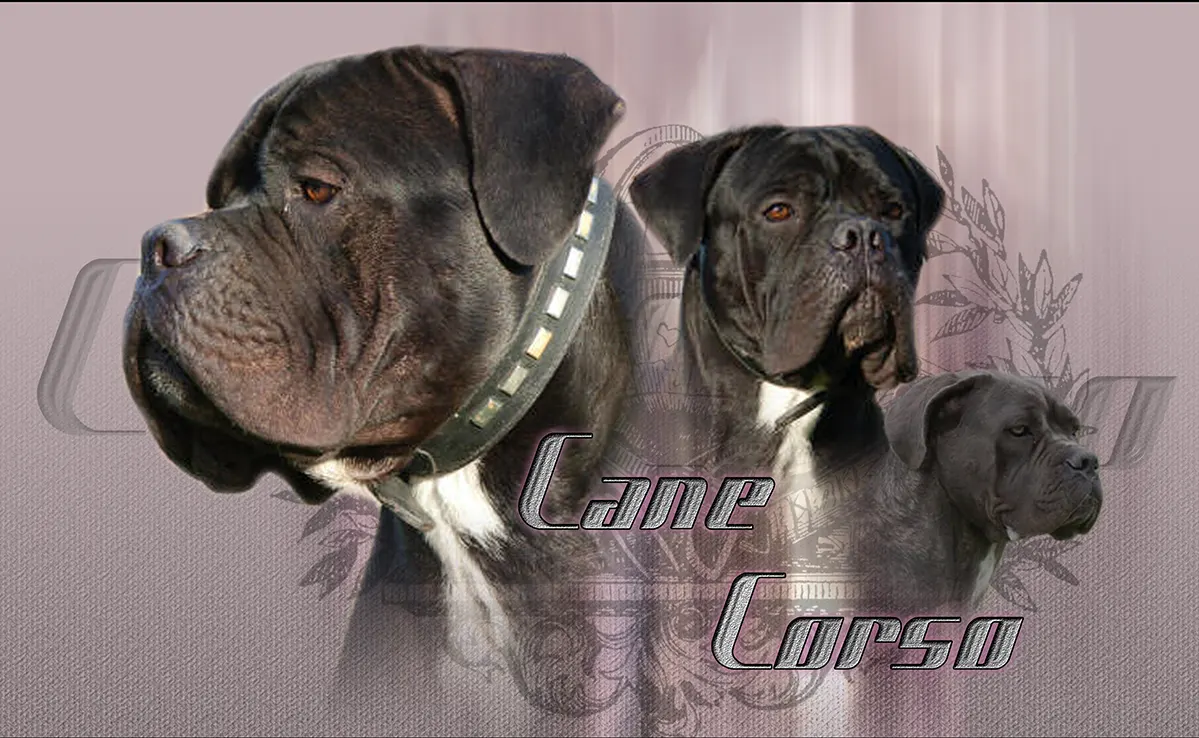 Cane Corso