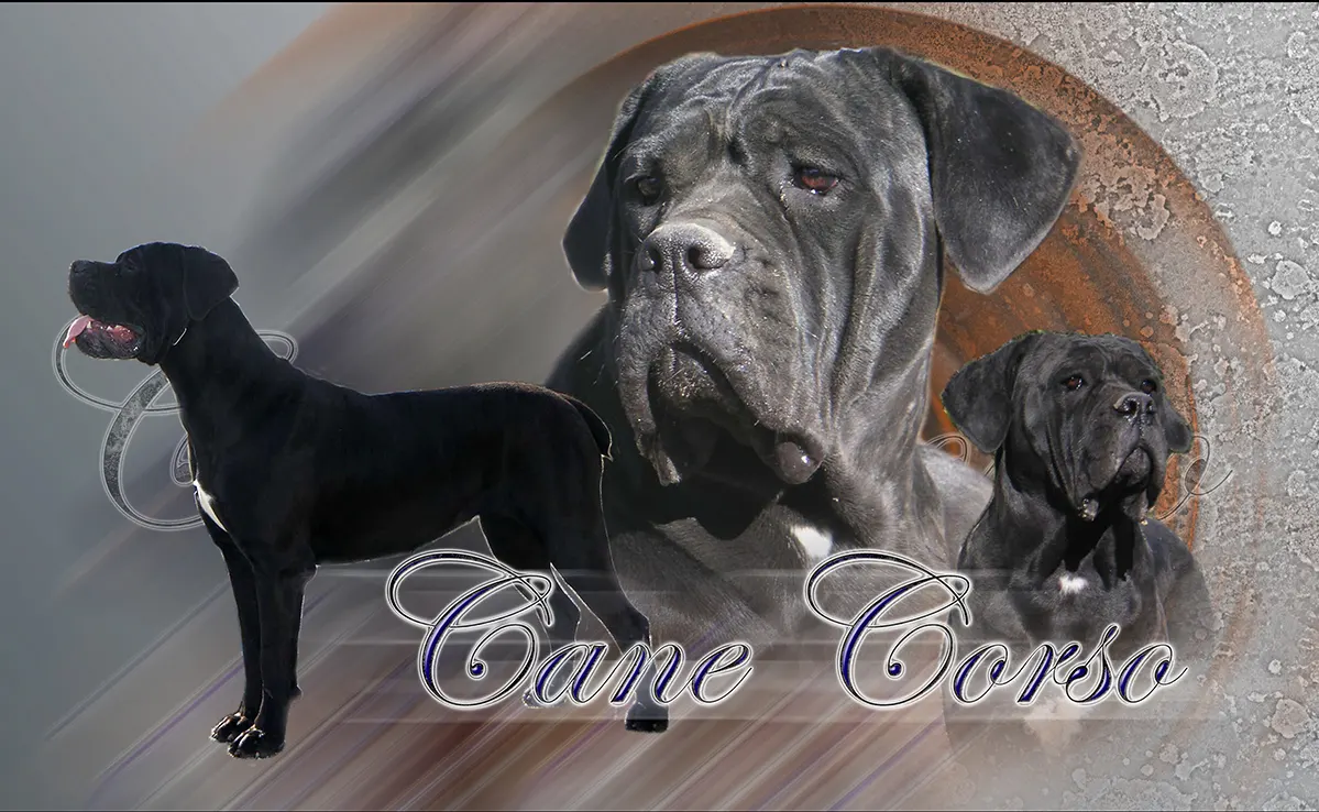 Cane Corso