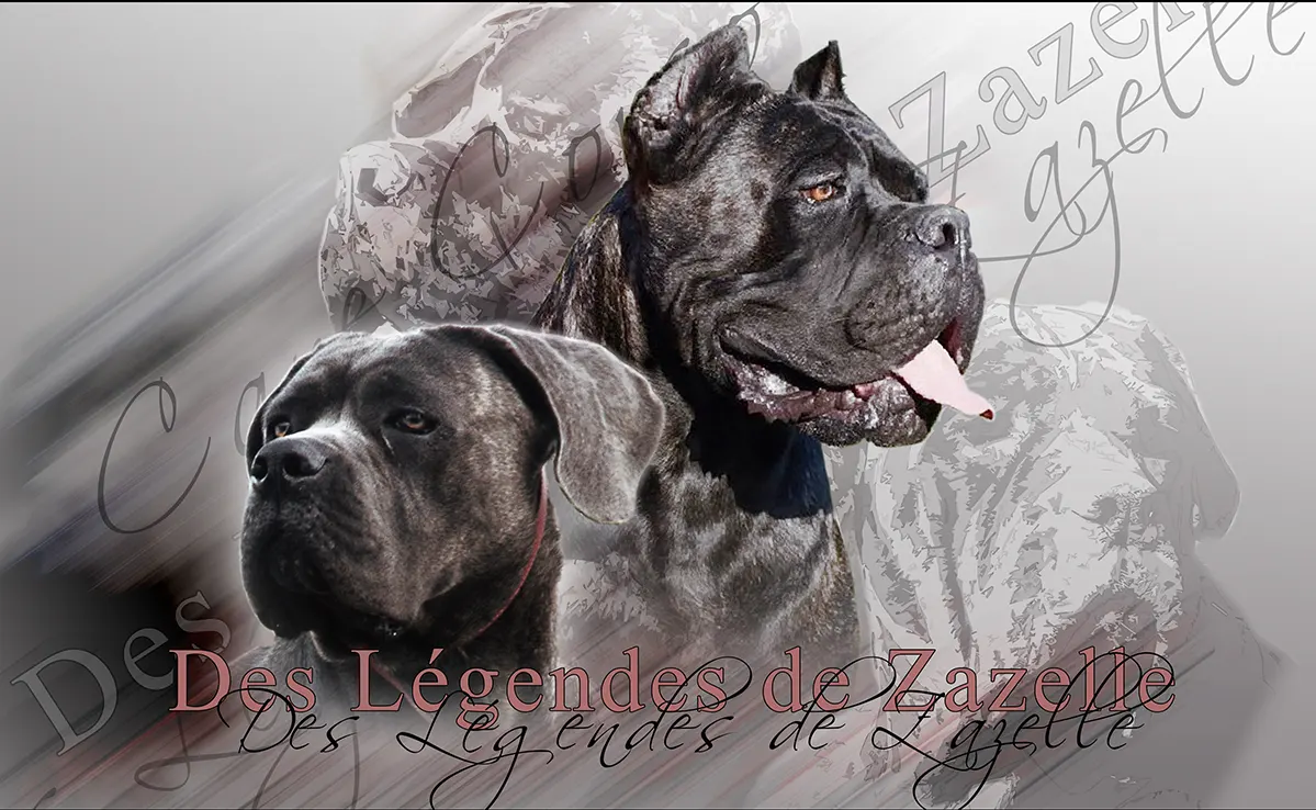 Cane Corso