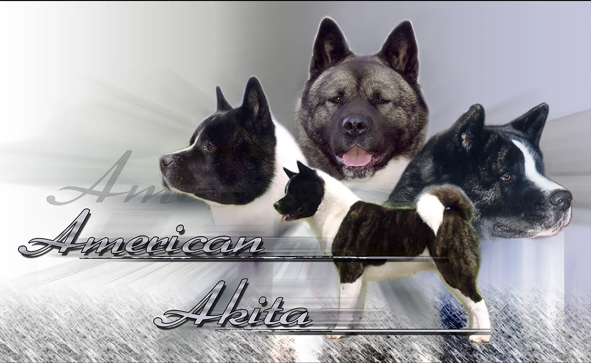 Akita Americain