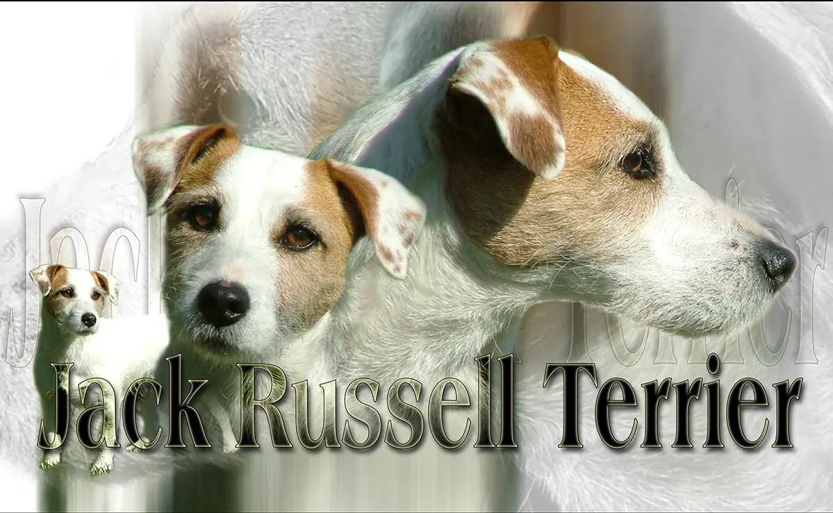 Jack Russel Terrier