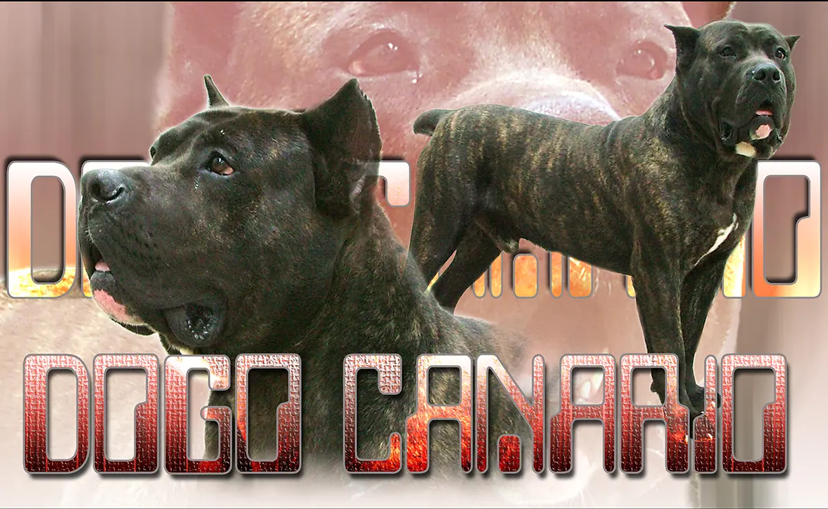 Dogue Des Canaries
