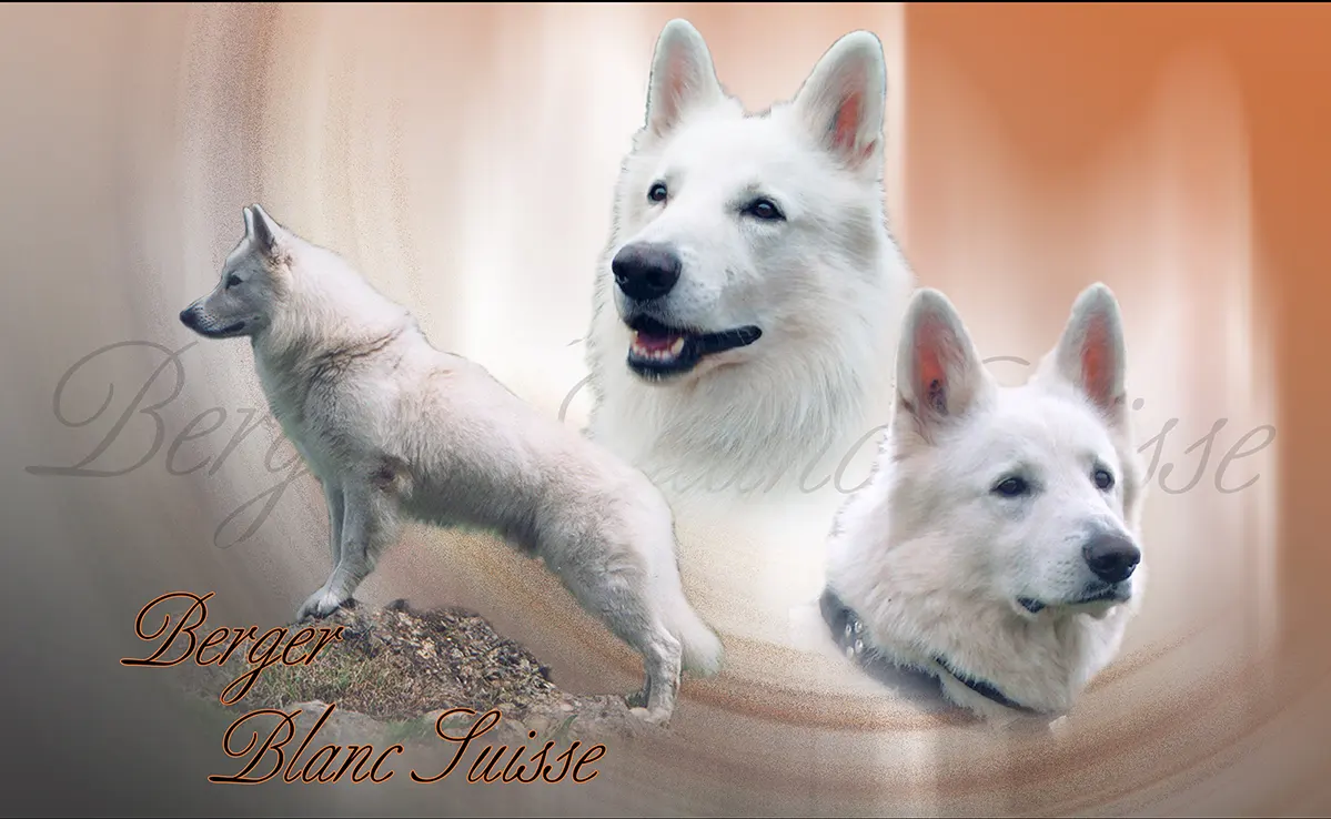Berger Blanc Suisse