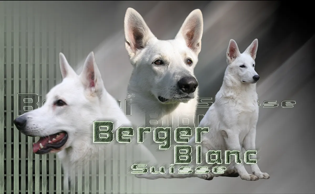 Berger Blanc Suisse