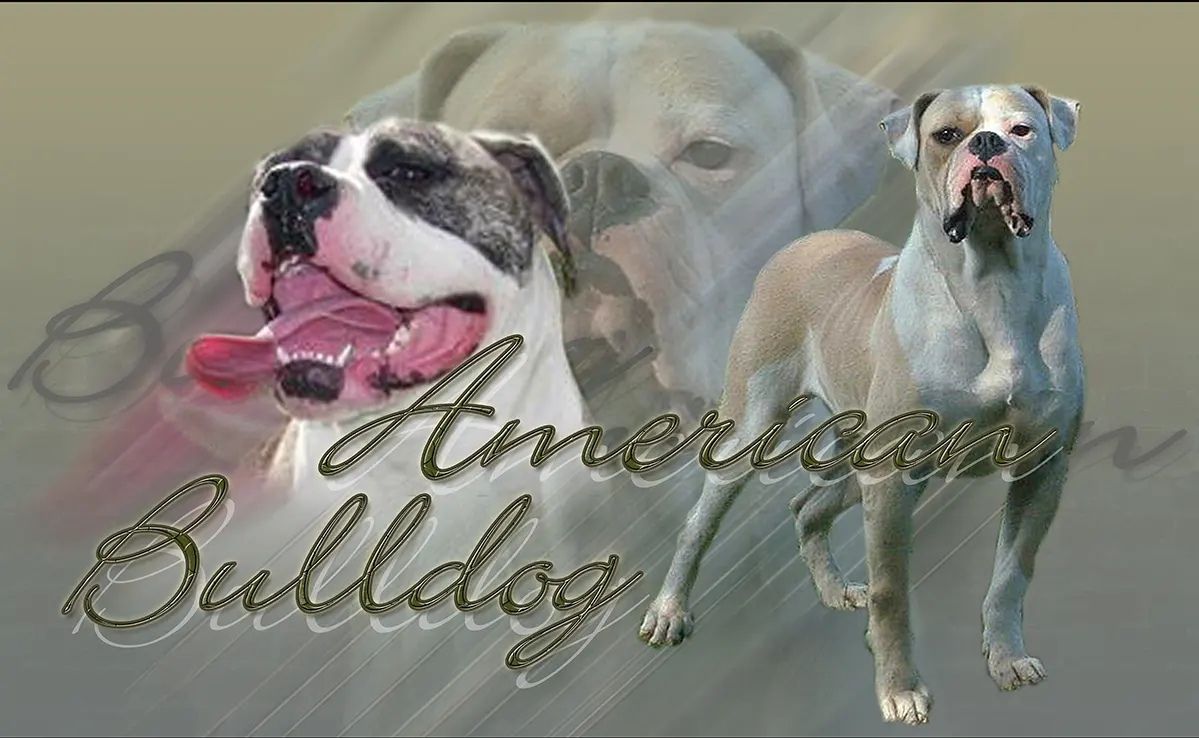Bouledogue Americain