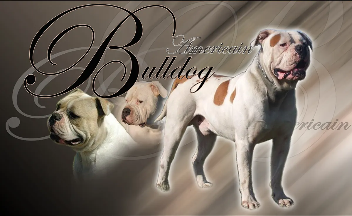 Bouledogue Americain