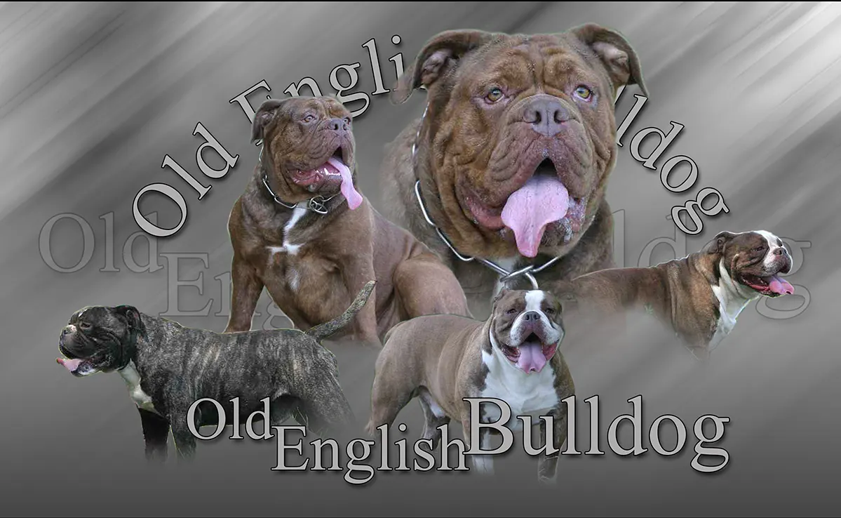 Old English Bulldog