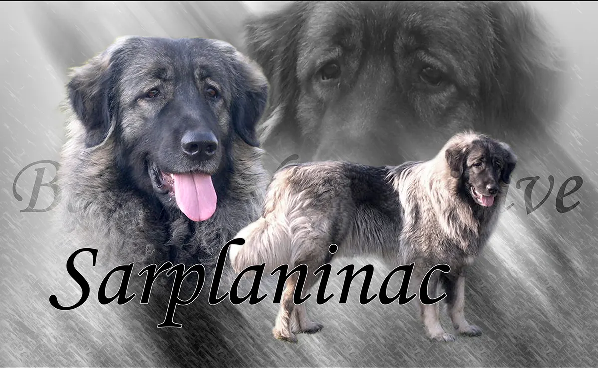 Sarplaninac