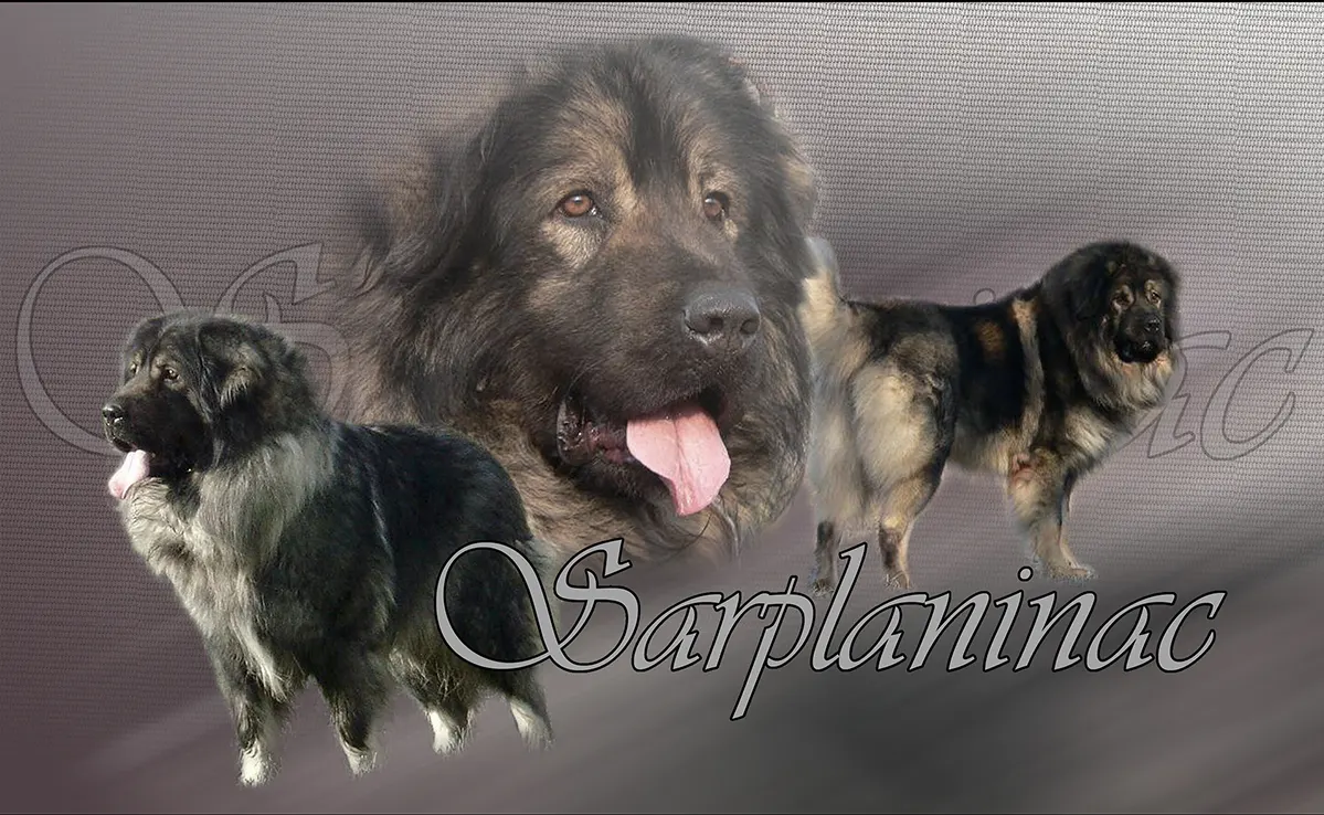 Sarplaninac