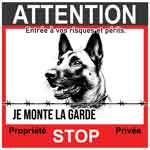tète de malinois