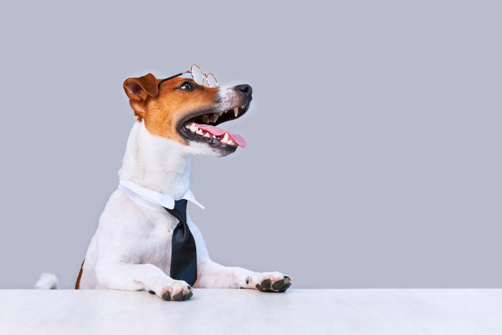 Pourquoi une plaque Attention au chien ?