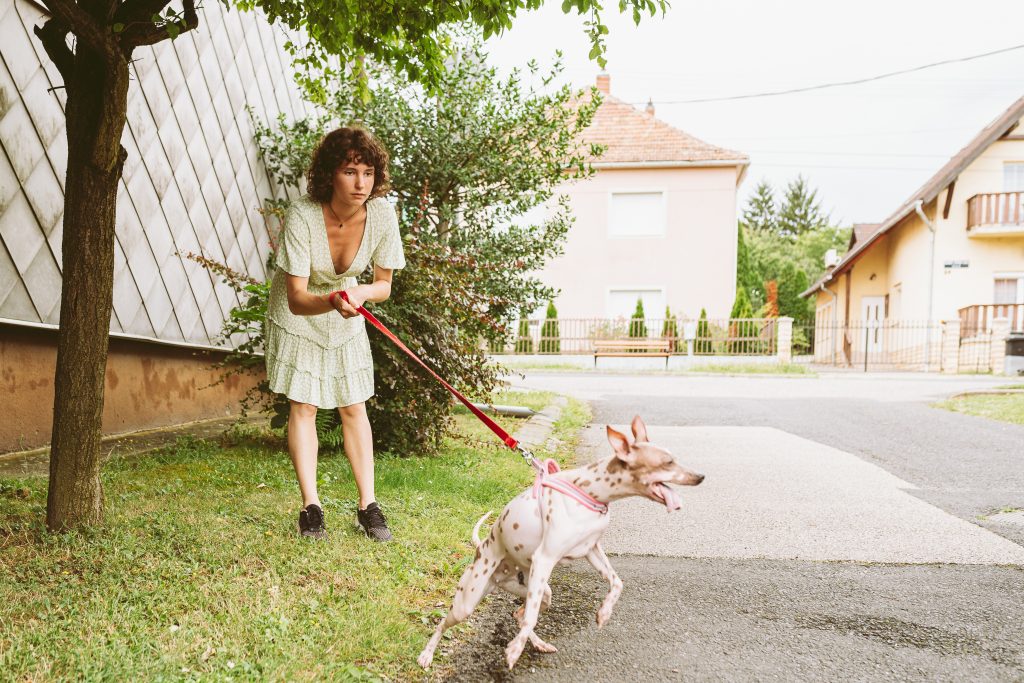 plaque chien de garde, prévenir est plus que guérir