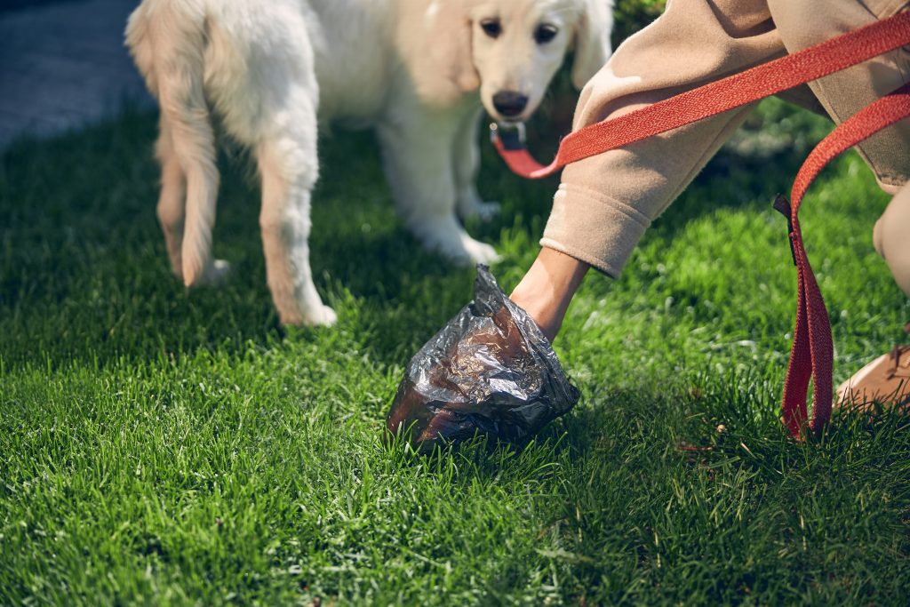 Plaque Chien En Ville Ou Campagne