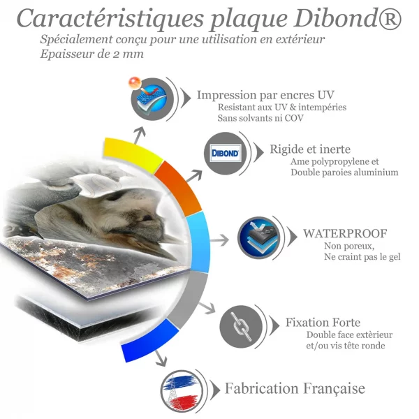 Je monte la garde Chien Västgötaspets avec des poses variées
