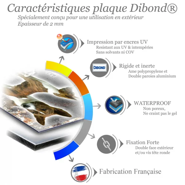Je monte la garde Deux chiens Basenji en profil et en tête