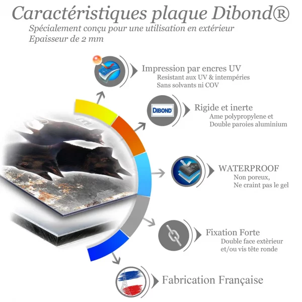 Je monte la garde Schipperke avec plusieurs angles de tête et entier